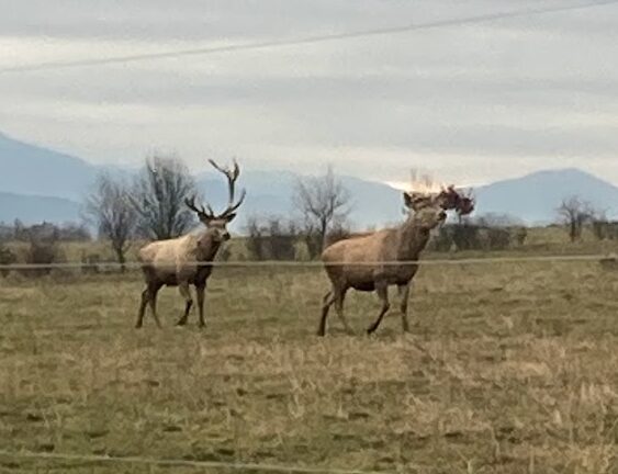 Fallow Deer Farm